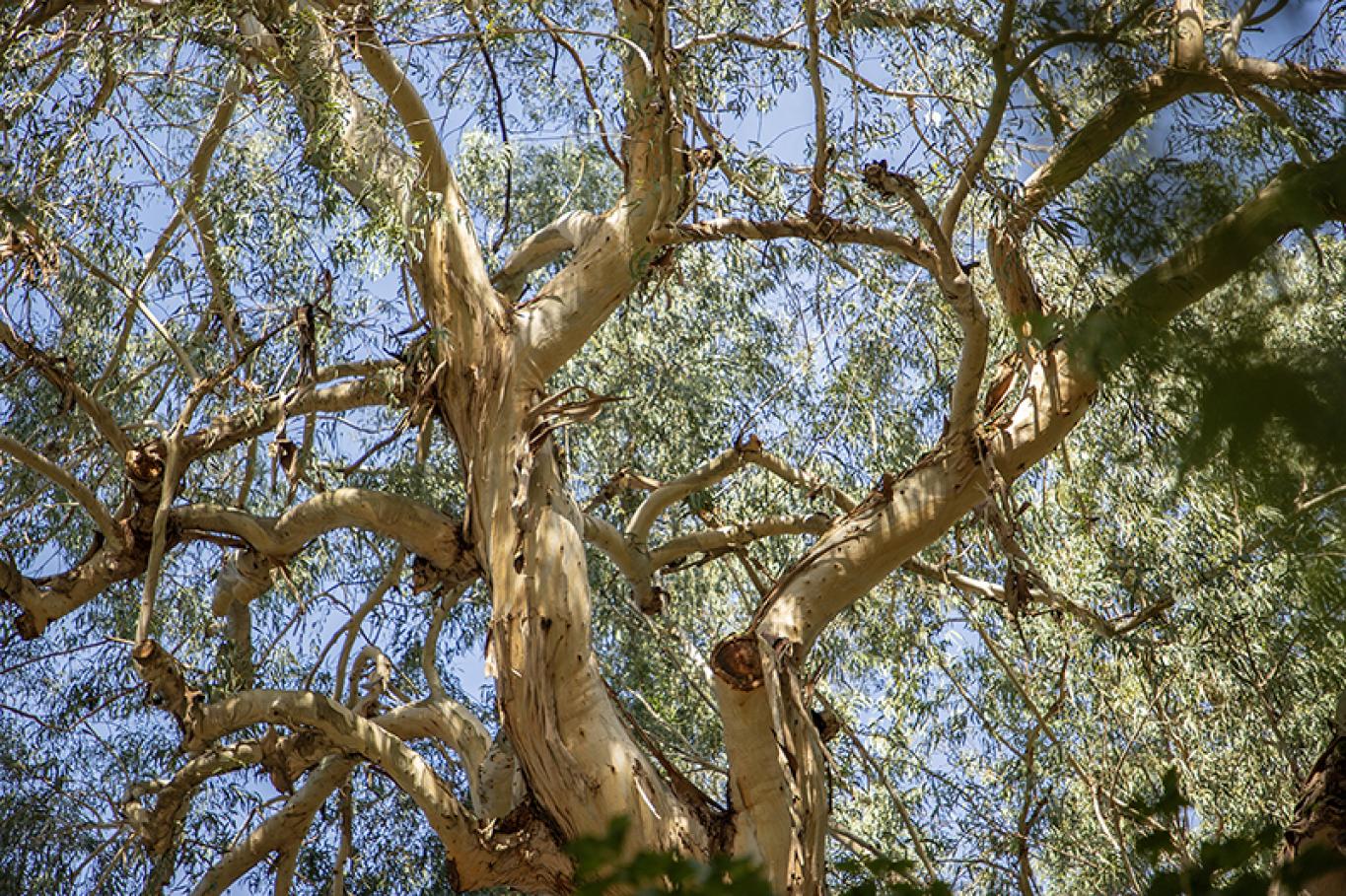 Boulevard eucalyptus